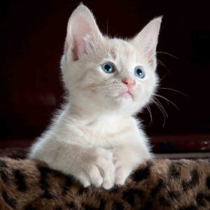 Little white kitten