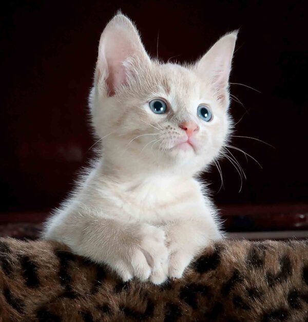 Little white kitten